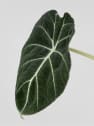 Alocasia 'Black Velvet'