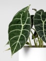 Alocasia longiloba 'Watsoniana'