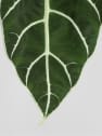 Alocasia longiloba 'Watsoniana'