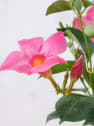 Dipladenia Mandevilla (arbustiva)