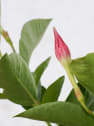 Dipladenia Mandevilla (arbustiva)