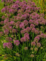 Allium 'Millennium'