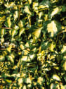 Hiedra "Goldheart" (hedera helix)