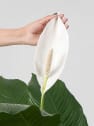Spathiphyllum 'Sweet Sebastiano' (Espatifilo)