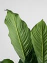 Spathiphyllum 'Sweet Sebastiano' (Espatifilo)
