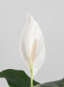 Spathiphyllum 'Sweet Sebastiano' (Espatifilo)