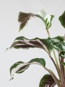 Calathea lietzei 'Fusion White'