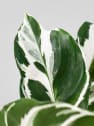 Calathea lietzei 'Fusion White'