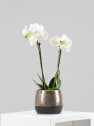 Orquídea Kolibri Elite Copper con maceta