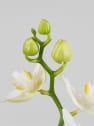 Orquídea Kolibri Elite Copper con maceta