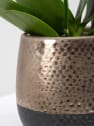 Orquídea Kolibri Elite Copper con maceta