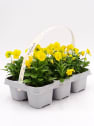Viola cornuta  'Twix Yellow' - Pensamiento mini