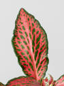 Fittonia 'Forest Flame'