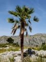 Trachycarpus fortunei (Chamaerops excelsa)