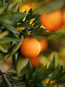 Naranjo en Copa (Citrus sinensis)