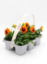 Viola × wittrockiana 'Orange Blotch' - Pensamiento