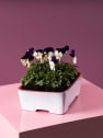 Viola cornuta - Pensamiento mini