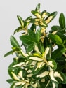 Evónimo Luna - Euonymus japonicus 'Mediopicta'