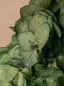 Ramillete Preservado de Hortensia verde oliva