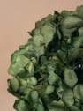 Ramillete Preservado de Hortensia verde oliva