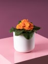 Primula acualis "Cairo" naranja