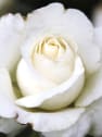 Rosal White Neige