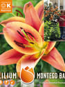 Bulbos de Lilium 'Montego Bay'