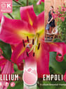 Bulbos de Lilium 'Empoli'