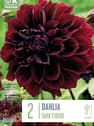 Bulbos de Dahlia 'Dark Fubuki'