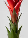 × Guzvriesea 'Patricia'