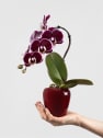 Orquídea Phalaenopsis 'Swan' rojo