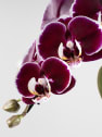 Orquídea Phalaenopsis 'Swan' rojo