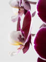 Orquídea Phalaenopsis 'Swan' rojo