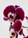 Orquídea Phalaenopsis 'Swan' rojo
