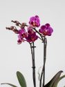 Orquídea Kolibri 'Vienna'