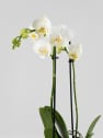 Orquídea Kolibri 'Sweeden'