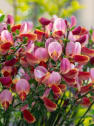 Cytisus × praecox 'Zeelandia'