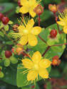 Hypericum × inodorum 'Red Berry'