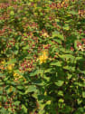 Hypericum × inodorum 'Red Berry'