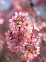 Prunus × incam 'Okamé'