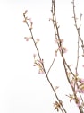Prunus × incam 'Okamé'