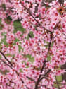 Prunus × incam 'Okamé'