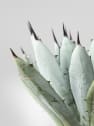 Agave 'Little Penguins'