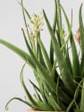 Aloe 'Safari Sunrise'