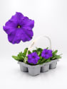 Petunia Grandiflora azul