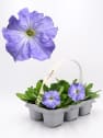 Petunia Grandiflora 'Sky Blue'