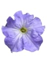 Petunia Grandiflora 'Sky Blue'