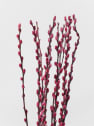 Ramillete Preservado de Salix Snow Flake fucsia