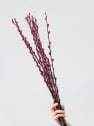 Ramillete Preservado de Salix Snow Flake fucsia