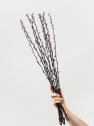 Ramillete Preservado de Salix Snow Flake morado
